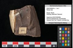 Foto (Objekt + Etikett) von Plantae indet.  (NHMW-GEO-2024-0188-0481a)